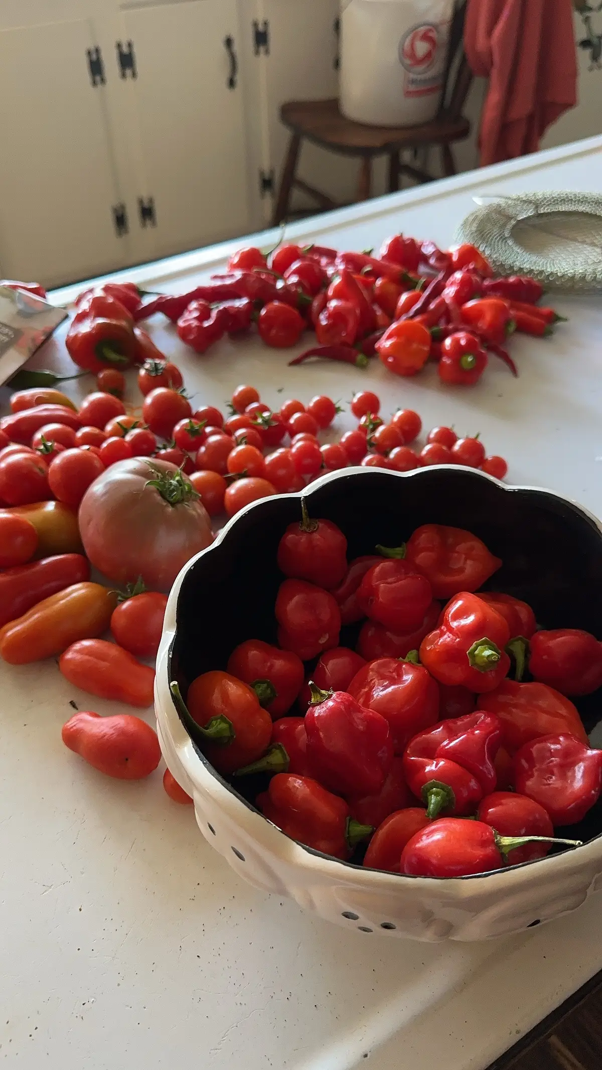 This is what we brought in today and yesterday. I have so many jars of various hot sauces and pepper sauces in my fridge. I don’t think my top shelf is ever gonna be empty.  Today was tobasco. 