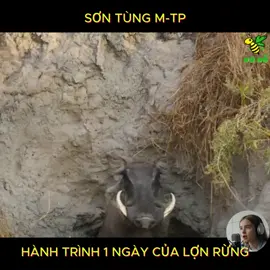 Một ngày bất ổn của lợn rừng... Chạy và chạy.. 