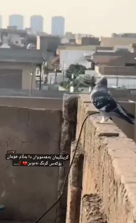 #sher #repost #liek #Acc @#̷🪦’̷⚡︎ ڤیدۆی ئەم ئازیزە🖤@hamaaaaa.13🖤 @malayzaman0 @Twana Faith @S4RO🤎 @ₛ ₕ ₐ ᵣ ₐ z ᵤ ᵣ y @𓆩Hama y Halo💛✌𓆪 @𝐀𝐑𝐈ᵃ @DARØ_RUSÎ🇷🇺 