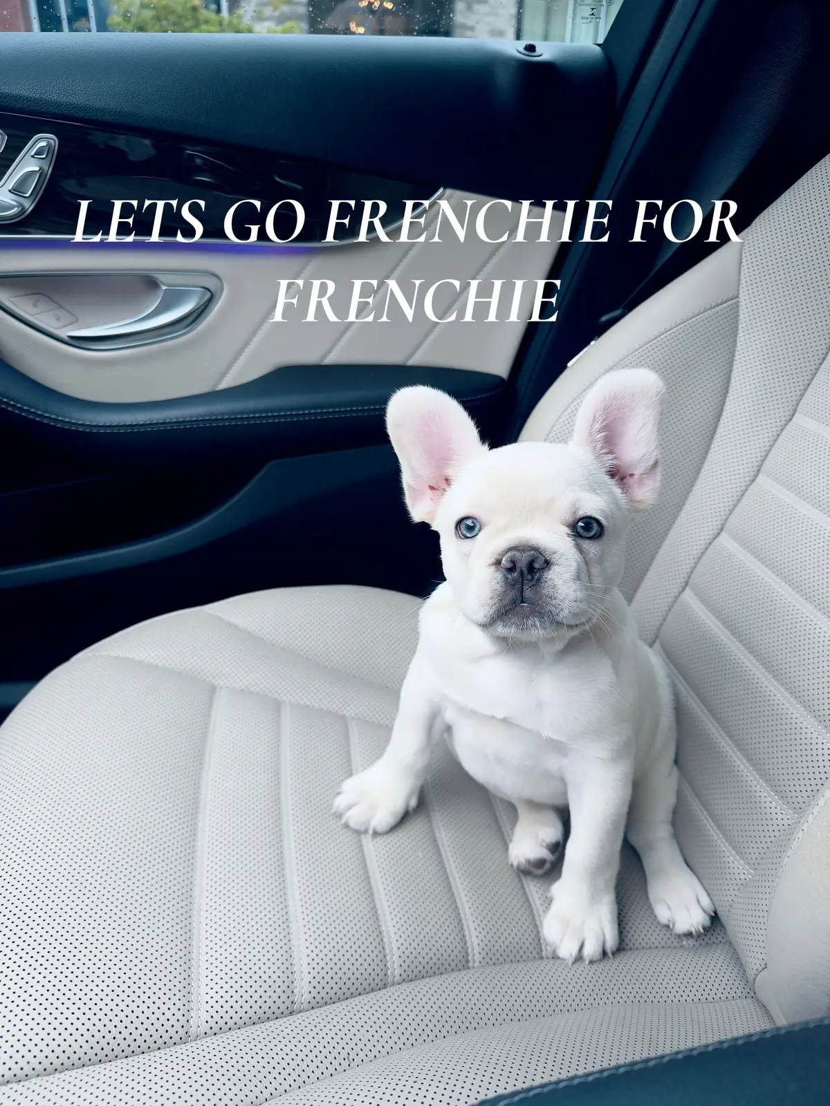 aka the most handsome & flyest frenchie to hit your fyp #frenchie #frenchieforfrenchie #frenchbulldogpuppy #PBK #frenchiesoftiktok 