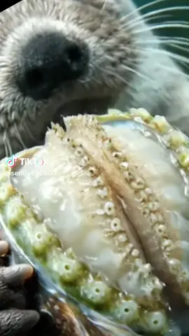 #anjing laut makan siput