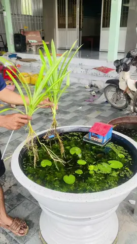 Bụi dứa trồng thuỷ sinh