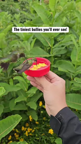 Next time you see hummingbirds, remember: size doesn’t define confidence. 😏 Follow for more wildlife moments! 🌿 #hummingbirds #wildlifemoments #tinybirds #awayinmotion #uniquemoments 
