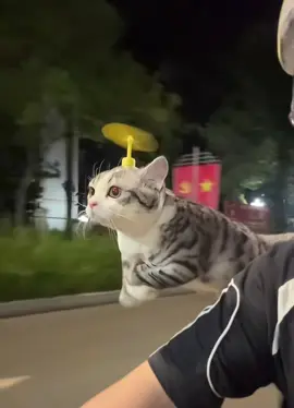 This kitty got aura (song: ilyTOMMY - 3 AM) #ilytommy #undergroundmusic #catsoftiktok #aura #tiktok 