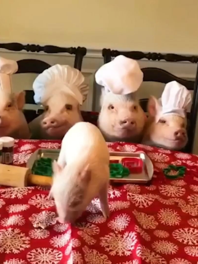 Funniest Animal Videos #dongvat#xuhuong #funny