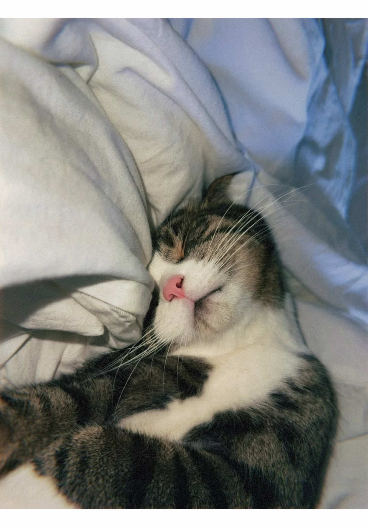 💕#cat #catsoftiktok #Love #viral #fyp 