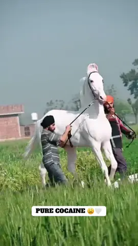 The real MF GABRU SON OF PANJAB 🫠🤍#horse #nukra #america #australia #stallion @Australia @Sidhu Moose Wala @Billy The Bad Ass Horse @Marta @The King's Horse UK 