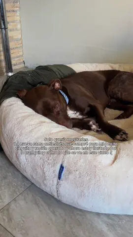 Un buen descanso hace la diferencia 🐾✨ .  Mango, que es ciego y acaba de ser operado, hoy puede relajarse gracias a su cama antiestrés. Estas camas no solo son cómodas: están hechas con un material especial que se adapta al cuerpo de la mascota, brindando soporte en todo su cuerpo. Además, sus bordes elevados les dan seguridad y su tela suave ayuda a reducir la ansiedad. Todo esto es fundamental en perritos que están en recuperación, tienen alguna discapacidad o ya son mayores. El descanso también es parte de su salud. 💙 Comenta “CAMITA” para que te ayudemos con un descuento en la cama antiestrés igual a la de Mango. #peru #lima #perros #gatos #lentejas 
