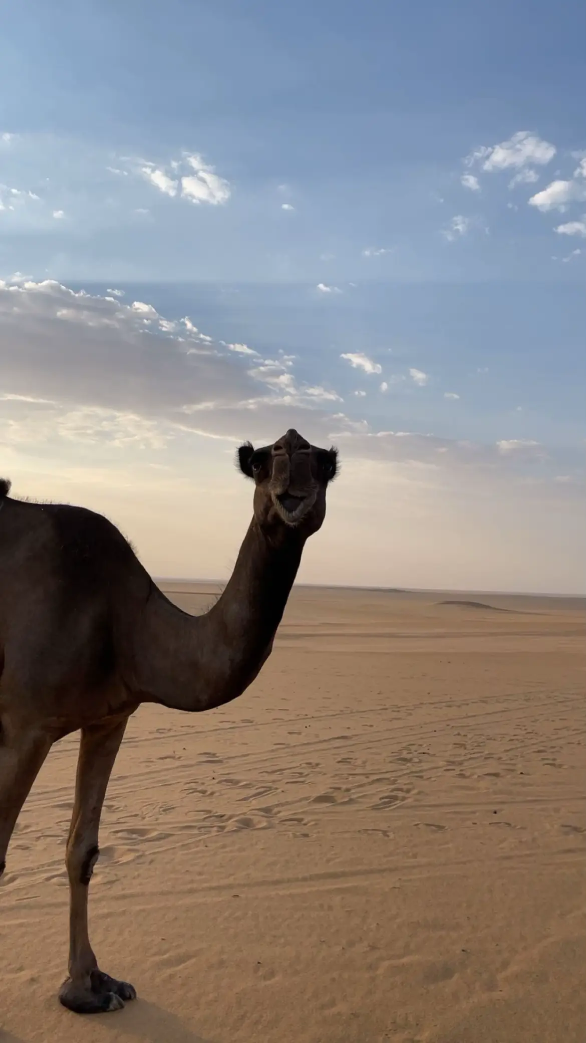 #pppppppppppppppp #الشعب_الصيني_ماله_حل😂😂 #لايك_متابعه_اكسبلور_كومنت_explor_تفاعلكم_يهمني_ 