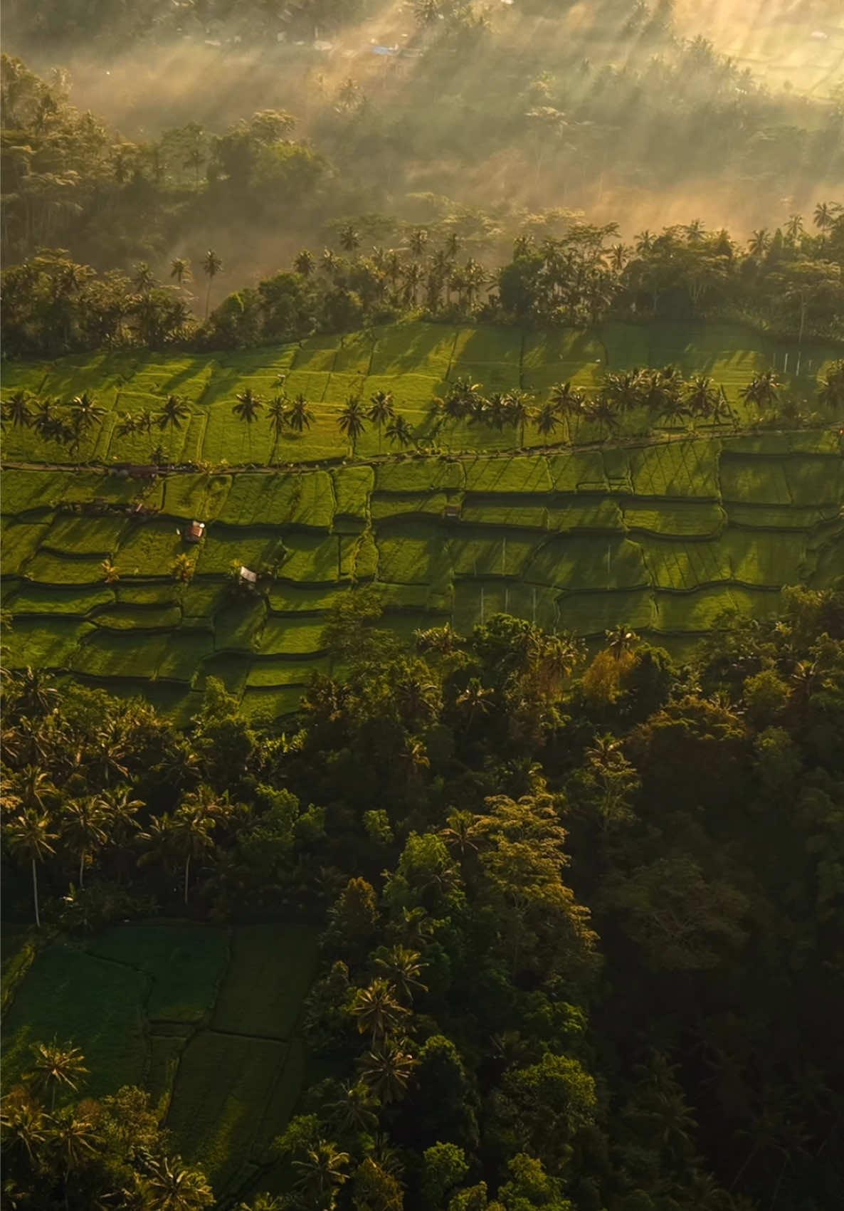 Bali ketika alam nya masih alami dan tetap terjaga keindahan nya 🌾😍 #explorebali #balidronepilot #sawahbali 
