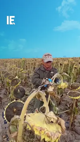 Check out this all-natural sun-dried sunflower seeds process! 📹: dried_pampas_grass / IG