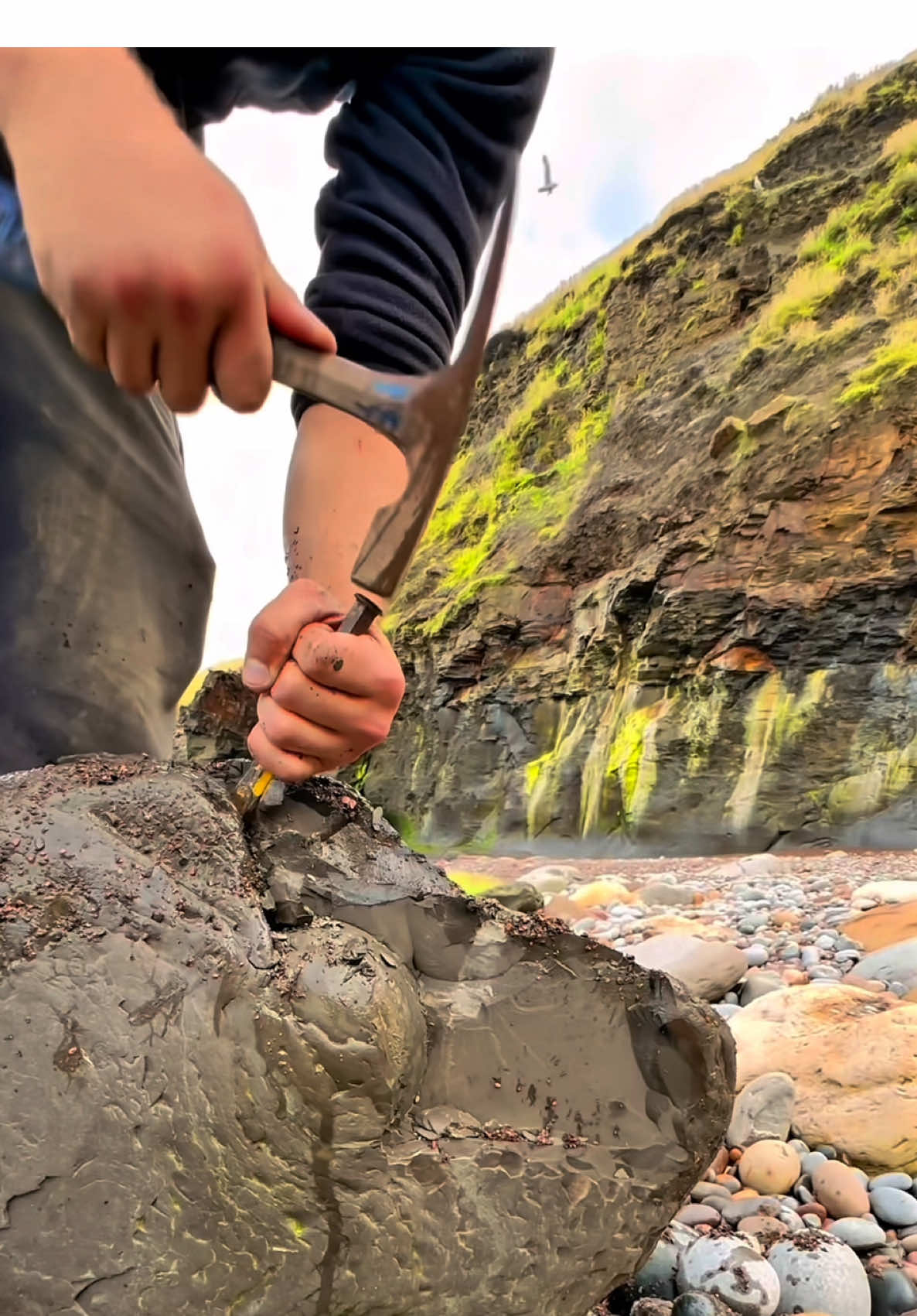 We found a Jurassic Age limestone ball of rock and opened it up with our big hammer 🤯 We found Some fossil shells too 🏝️ You win some, you lose some! 🌅🦕 Thanks for supporting our page! 🐊 #fossilhunting #rockbowling #ammonite #beachcombing #fyp