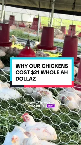 Replying to @Steedzy 🇺🇸 why our chickens cost $21 #regenerativeagriculture #pastureraised #chickens #smallfarm #eatlocal