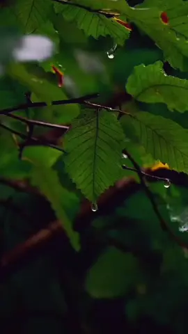 họ đã cho bạn, một vị trí không có gì, đánh đổi được... cái mà bạn muốn họ không cần.cai họ cần chính là bạn..bạn tự sếp bạn vào hàng ngũ.những thứ ,vô giá trị đó.