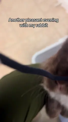 #rabbitsoftiktok #fyp #pov #rabbit #PetsOfTikTok 