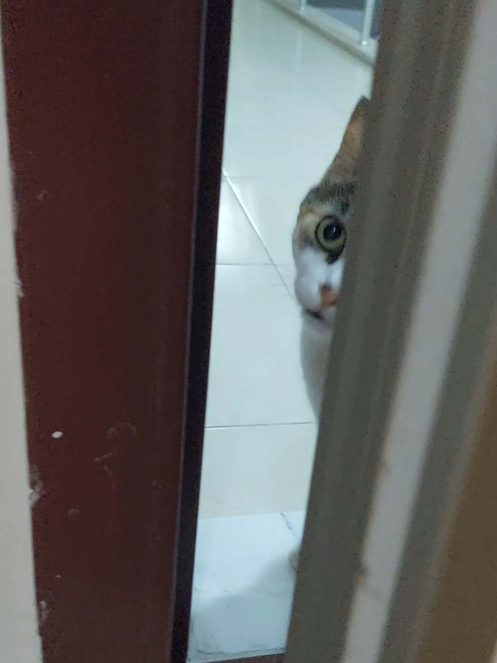 Турецкий подъезд и его обитатели 🐱 #турецкиекошки #котывтурции 