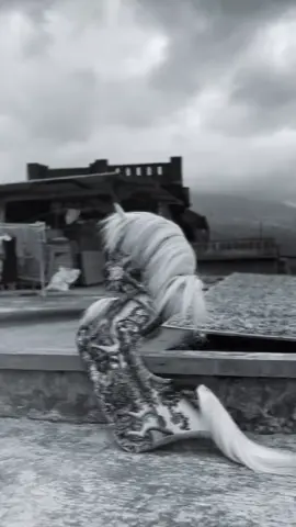 jaran ceraken suri putih#viraltiktok #magelang24jam #fypppppppppppp 