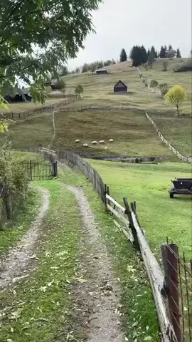 ⛰️🌲🐑🐏⛰️#foryoupage❤️❤️ #oi #moieciu #moieciudesus #brasov 