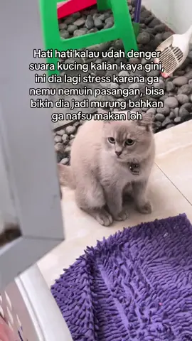 Karena selain buat dia murung ini juga bisa bikin dia ga nafsu makan dan malah jd kehilangan berat badannya, jadi oenting deh coba kalian berikan ini rutin ke anabul kalian yang lagi masa kawin #holycatlabs #obiholycatlabs #kucingmurung #kucingsedih #kucingfyp 
