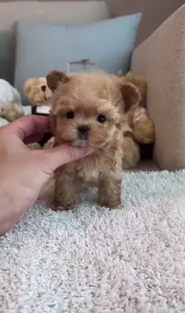 I'm just a baby  #foryoupage #child #maltipoo #poodle 
