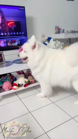 #samoyed #topdog #bestdog #parati 