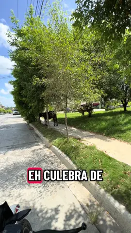 #viral #paratiiiiiiiiiiiiiiiiiiiiiiiiiiiiiii #republicadominicana🇩🇴 #foryou #🤣🤣🤣 