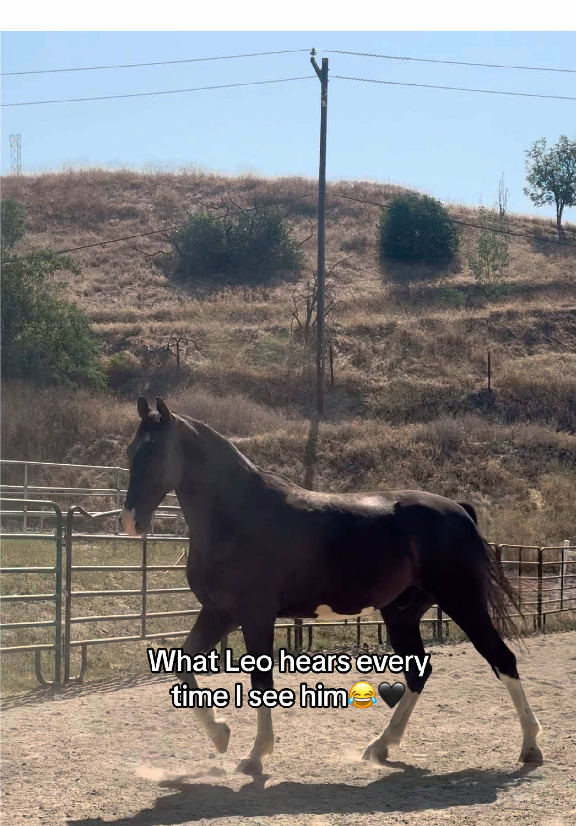 It’s a love language❣️ #horsesoftiktok #equestrian #horse #california #fyp 