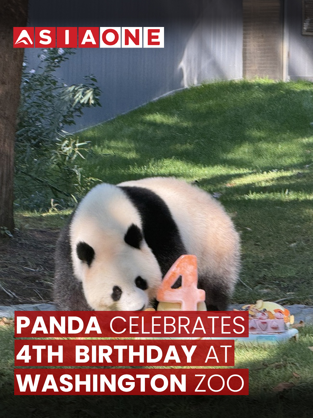 Panda Celebrates 4th Birthday at Washington Zoo | Asia One News #AsiaOne #asiaonenews #EnglishNews #Panda #WashingtonZoo #ZooLife #CuteAnimals