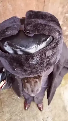 oğlun başardı anne #köpek #dog #kesfet #fyp 