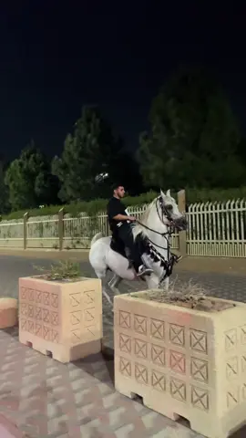 ماشاءالله دهام❤️‍🔥#خيل_وخياله🐎 #دهام #الطايف #الردف #اكسبلور #explore #fyp 