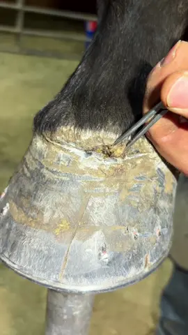 Pitiful 🐎 #horse #horsesoftiktok #farrier #farriersoftiktok #asmr 