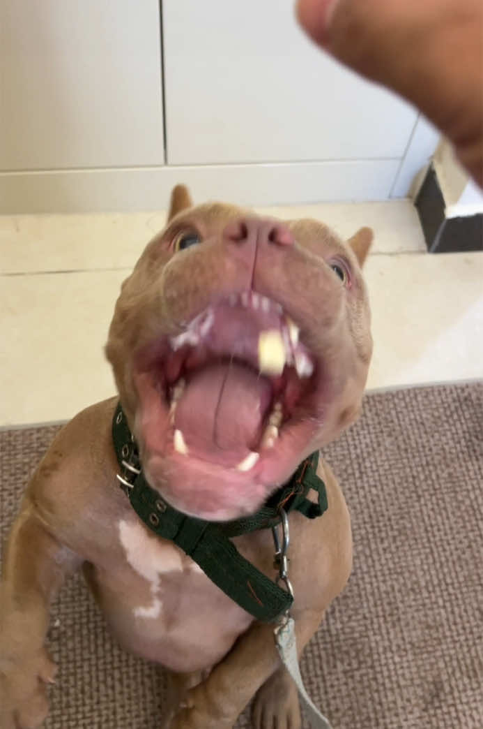 Can your dog eat garlic?#bully #americanbully #bulldog #pocketbully #