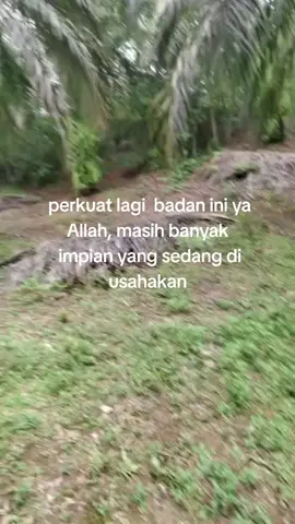bismillah #kebunsawit🌴 #fyppp 