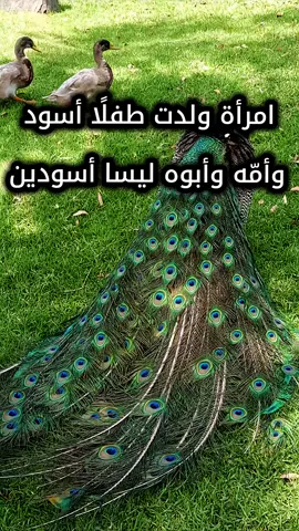 امرأة ولدت طفلًا أسود، وأمّه وأبوه ليسا أسودين #الشيخ_محمد_بن_صالح_العثيمين_رحمه_الله #مصراتة_طرابلس_بنغازي_زليتن_الخمس_الزاويه #لايك_متابعه_اكسبلور #اللهم_صلي_على_نبينا_محمد #قصص_واقعية 