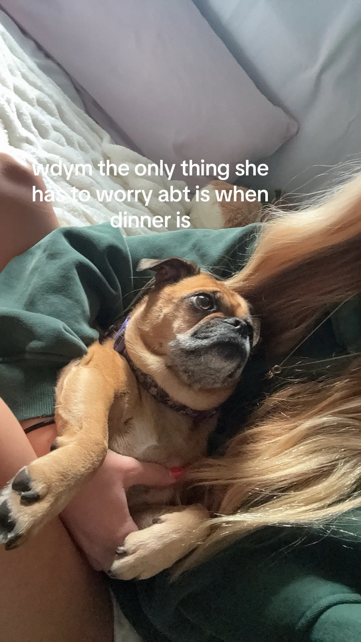 im a dog in another life #fyp 