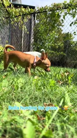 Bella’s on a mission — wandering the backyard, nose to the ground, searching for the perfect piece of grass to munch on. 😂🐶 Nothing like a sunny day and a little snack straight from the lawn. #DogsOfTikTok #PetsOfTikTok #DogTok #FYP #FunnyAnimals