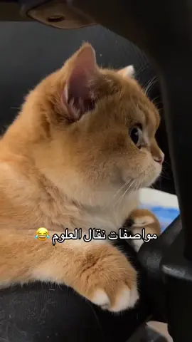 #نقالة_العلوم #قطط #مضحكه 
