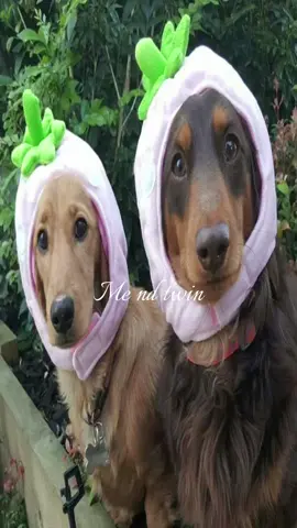 @𝐴𝑟𝑖𝑎𝑛𝑛𝑎 #fyp #viral #duo #relatable #fy