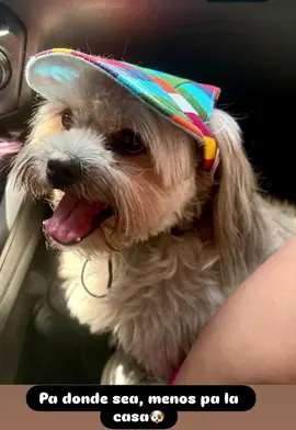 🐶😍