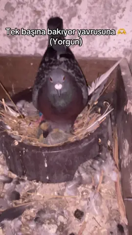 Nerden nereye #kuş #guvercin #yavrugüvercin #keşfet #viral 