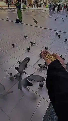 ❀اللـــﮫم أسعد هذة الأنفس الطيبـــة وأڪتب لهم الحيــاة السعيــدة ولا تجعل للضيق مڪان فى حياتــــﮫم وبشرهم بتحقيق كل مايتمنــ᭄🤲ــون #CapCut #CapCut 