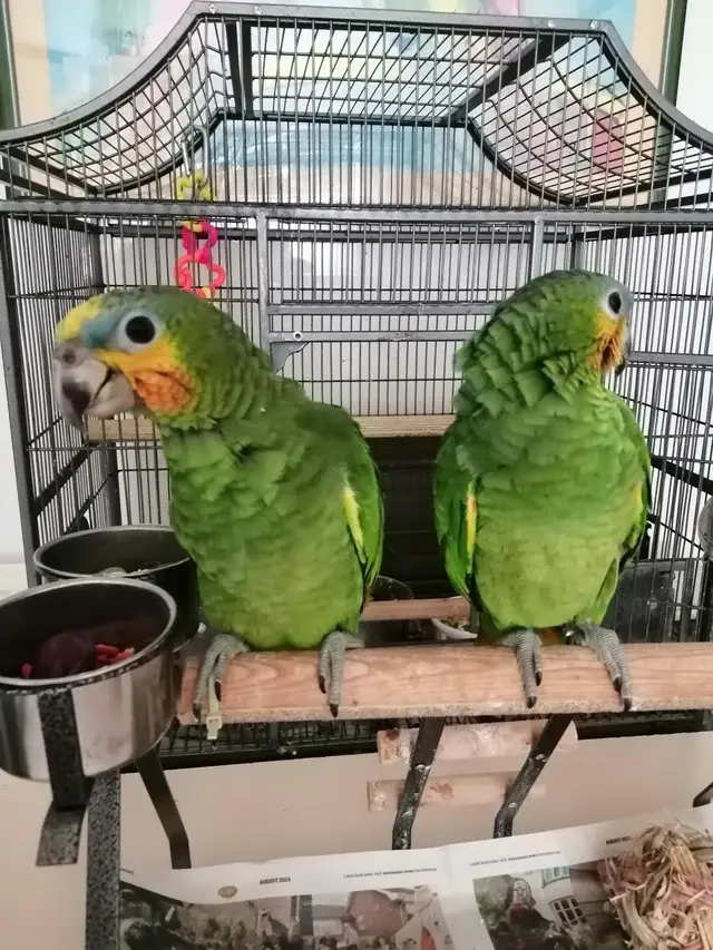 Amazon parrots super tame babies. Sisters hatched June 24th this year.They have DNA and come with care sheets hatch certificate and starter pack of food.They step up when asked. One sold only one available now. #AmazonParrot  #AfricanGreyParrot  #fyppppppppppppppppppppppp 