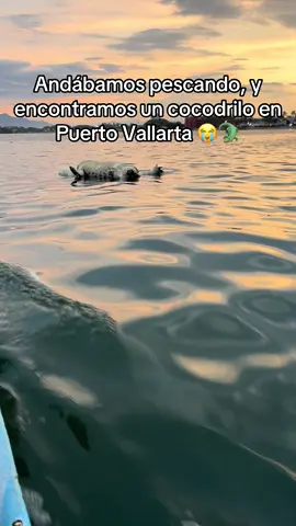#puertovallarta#cocodrilo#paratiiiiiiiiiiiiiiiiiiiiiiiiiiiiiii #fyp 