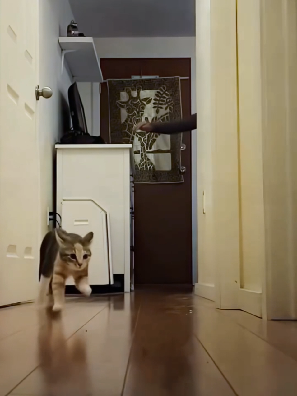the fastest cat's funny cat video 2😹😸 #catlovers #petlover #forupage #fuunyvideo #fuuny__comedy_tik_tok 