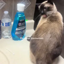 the divas themselves #cats #diva #core #viral #fyp 