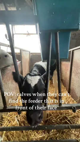So annoying #calf #backbritishfarming #womeninagriculture #nofarmersnofood #cows 