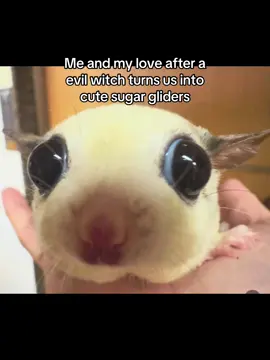 Sugar gliders are so cute  #ilovemygf #wlw #wuhluhwuh #us #gf 