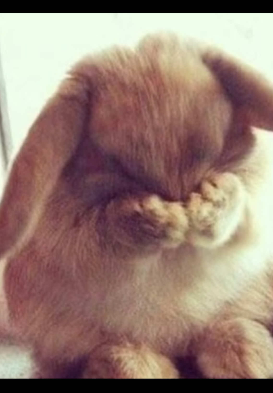 bunnies are the cutest ever #fyp #pinterest #bunnies #cute #repost #aesthetic #mecore #fayewebster #pinterestaesthetic 