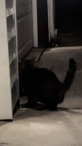 When your part of the distribution system but your cat wants nothing to do with it. #catdistributionsystem #cat 