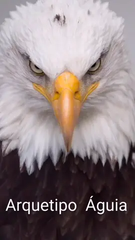 #arquetipos #arquetipodaaguia   🦅Arquétipo da Águia 🦅 A Águia simboliza visão ampla, força e liberdade. Representa a energia da superação, da coragem para voar alto e da sabedoria para enxergar além das aparências. Quem ativa esse arquétipo desperta clareza mental, poder de decisão e capacidade de alcançar grandes conquistas